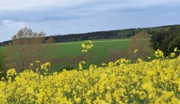 Does the SFI provide a good economic alternative to break crops?